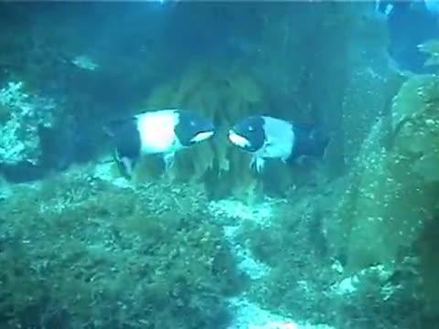 Understanding Role of Size-selective Fishing on California Sheephead May Inform Conservation (7 of 7)