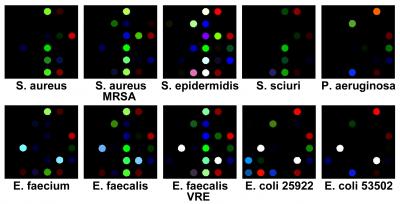 Clorimetric Array for Bacteria Identification
