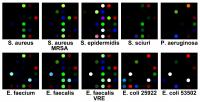 Clorimetric Array for Bacteria Identification
