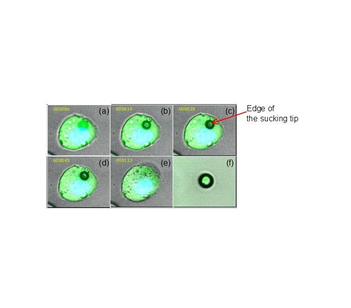 Image Examples of a Sucking Process