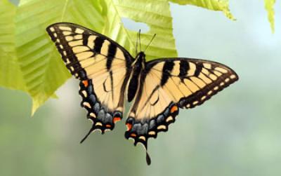 Yellow Form of the Female Eastern Tiger Swallowtail Butterfly at Spruce Knob, W.Va