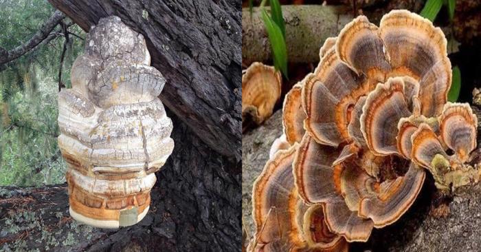 Fungi