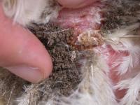Lice on Hen