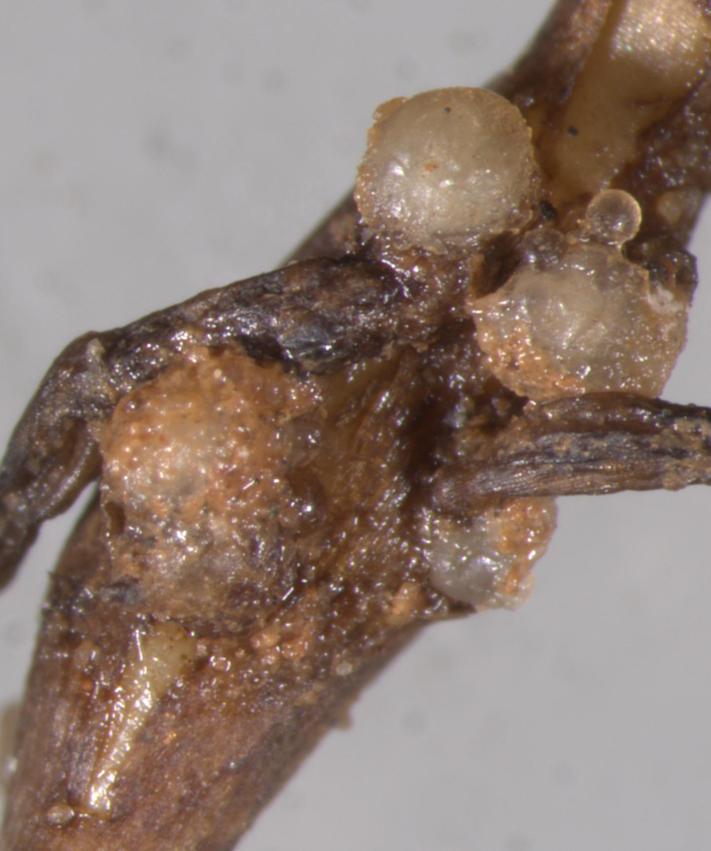 New parasite discovered on grapevines in Yunnan province, China