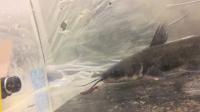 A Catfish Catching Prey
