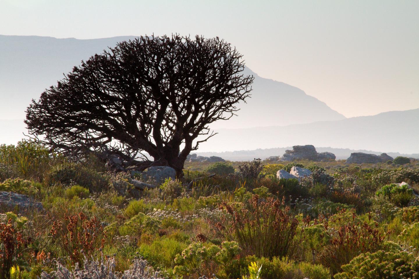 Landscape