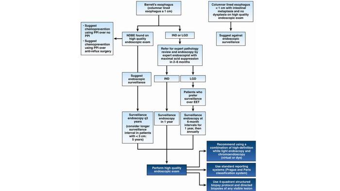 Clinical decision support tool for Barrett’s esophagus guideline
