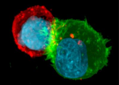 Actin Response