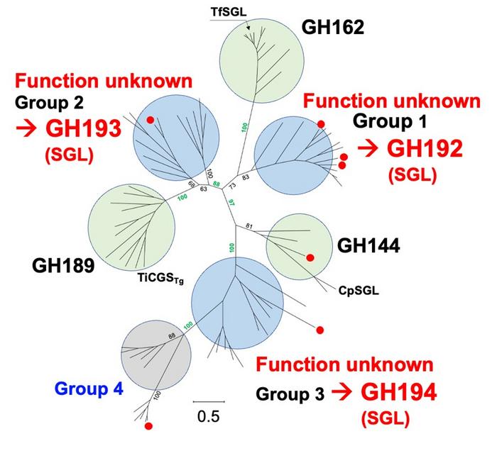 Phylogenetic analysis reveals new enzyme families in the SGL clan