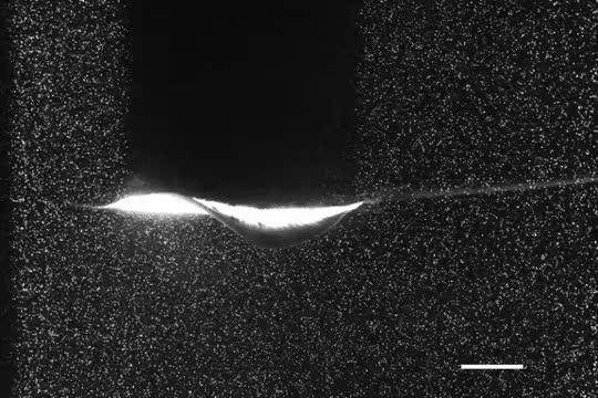The Debut of a Robotic Stingray, Powered by Light-Activated Rat Cells (11 of 18)