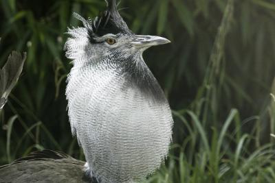 Kori Bustard