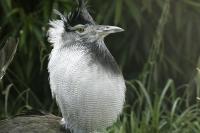 Kori Bustard