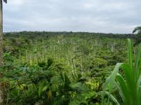 Green, lush landscape filled with cocoa trees