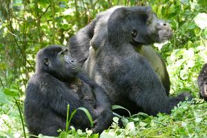 Female and male mountain gorillas