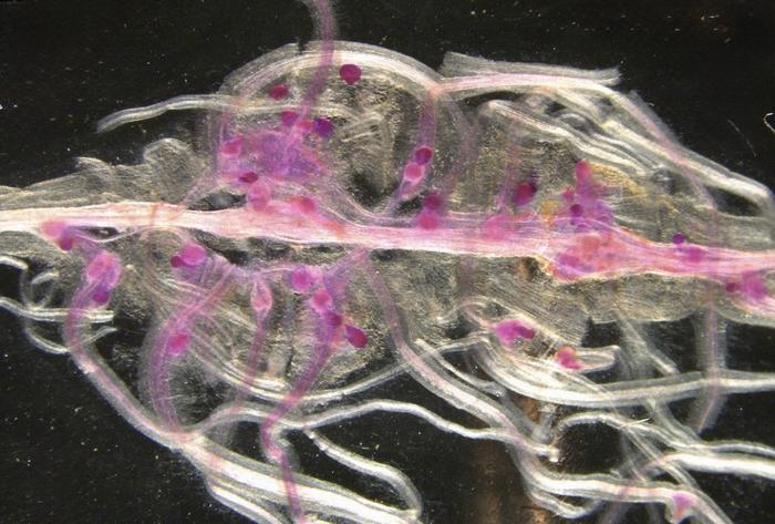 How Does a Parasitic Nematode Infect a Wide Variety of Plants?