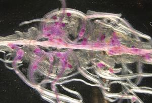 How Does a Parasitic Nematode Infect a Wide Variety of Plants?