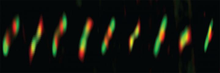 Protein Rings in </i>E. coli</i>