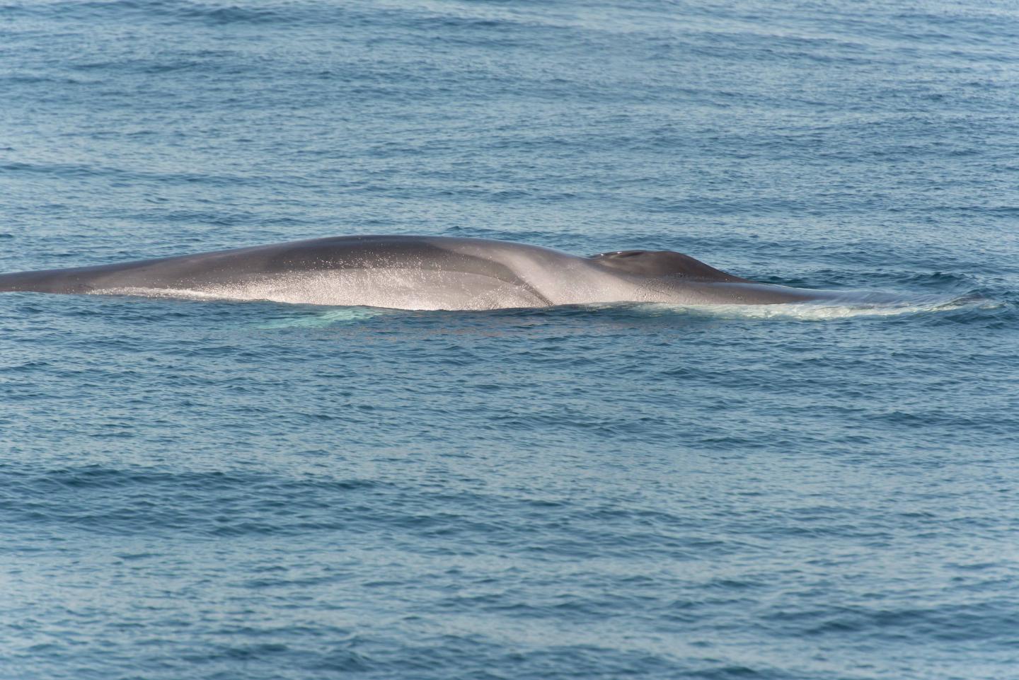 Fin Whale