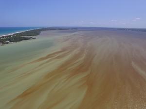 Harmful Algal Blooms