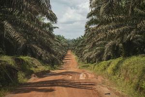 Palm oil site