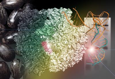 Bacterial 70S Ribosome