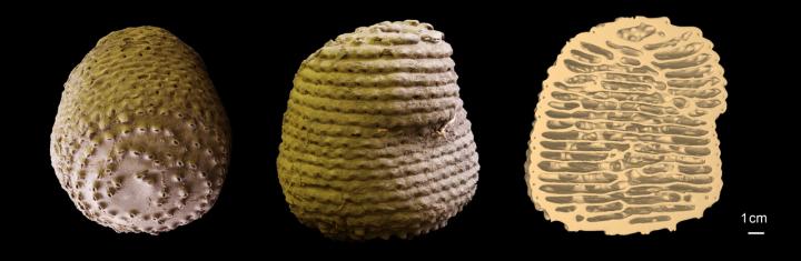 Termite Mound