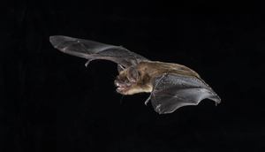 Big brown bat 2