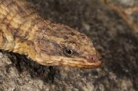 New Armored Lizard Discovered in Angola