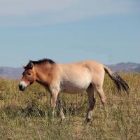 Przewalksi Horse