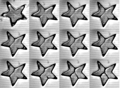 Sea Urchin Eggs Divide in Star Shaped Containers