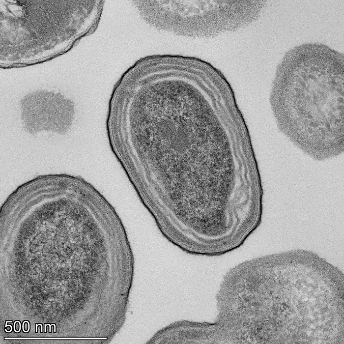 Prochlorococcus