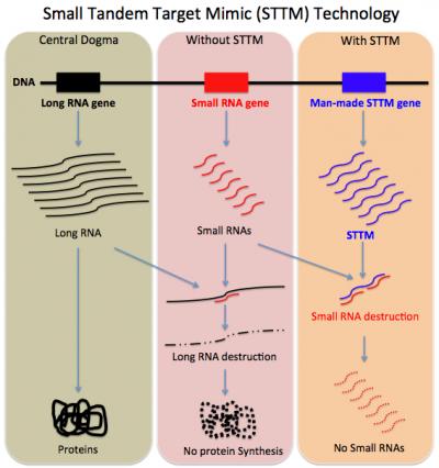Small Tandem Target Mimic Technology