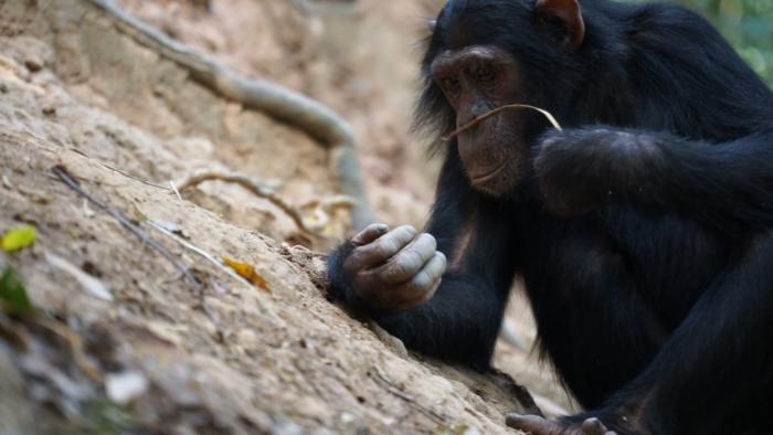 Bingwa sniffs