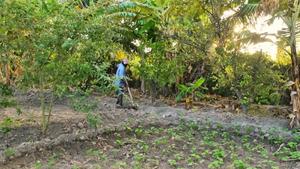 Smallholder Farmer Alliance member in Haiti irrigating his his field