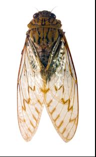 Fly Close-up