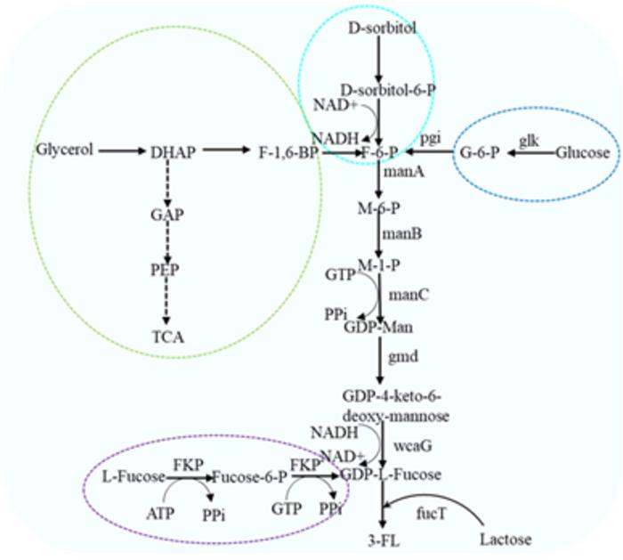 Biosynthetic pathway of 3-FL