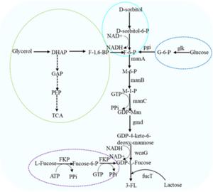 Biosynthetic pathway of 3-FL