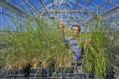 Biofuels Research