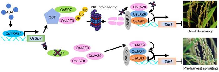 Working model of OsSD7 regulating seed dormancy and pre-harvest sprouting resistance in rice.