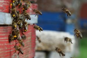 Honeybees at beehive