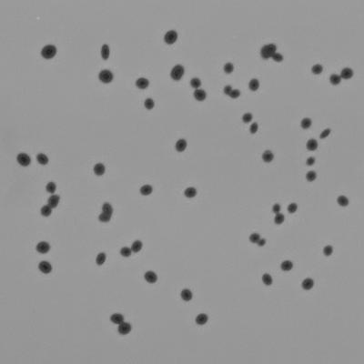 Pneumococcus Colonies