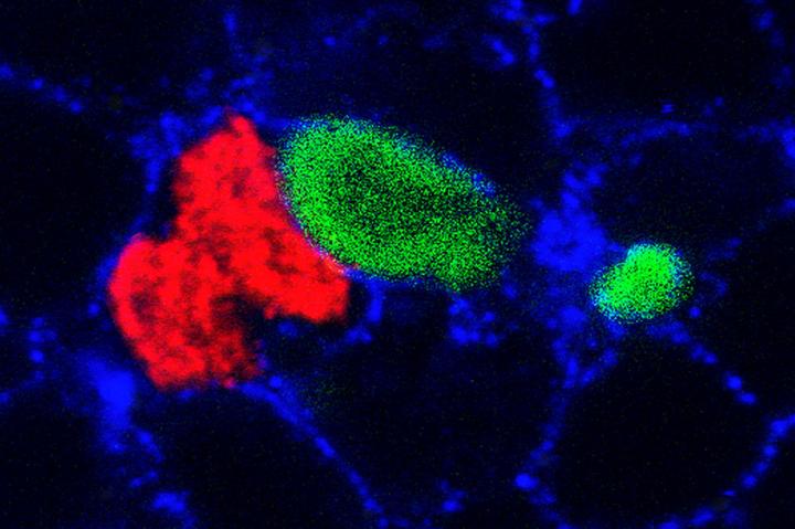 Skin Cells