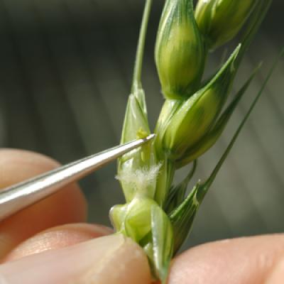Flowering Wheat Head