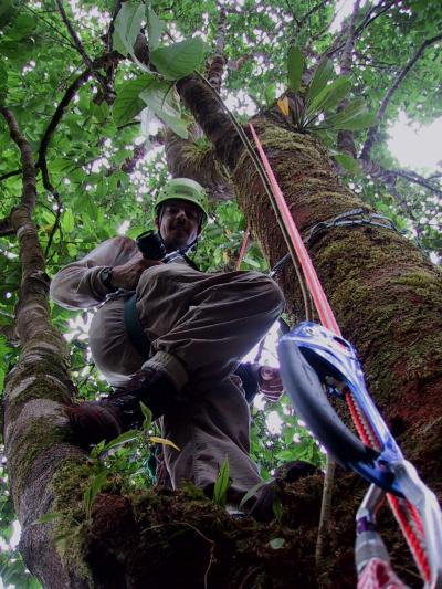 Tropical Rainforest Nutrients Linked to Global Carbon Dioxide Levels