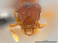 <i>Octostruma convallis</i>