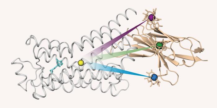 Three tiny paramagnets on an antibody for protein GPS