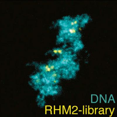 Labeling DNA with Cheaper CRISPR Guide Probes