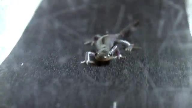 Strolling Salamander