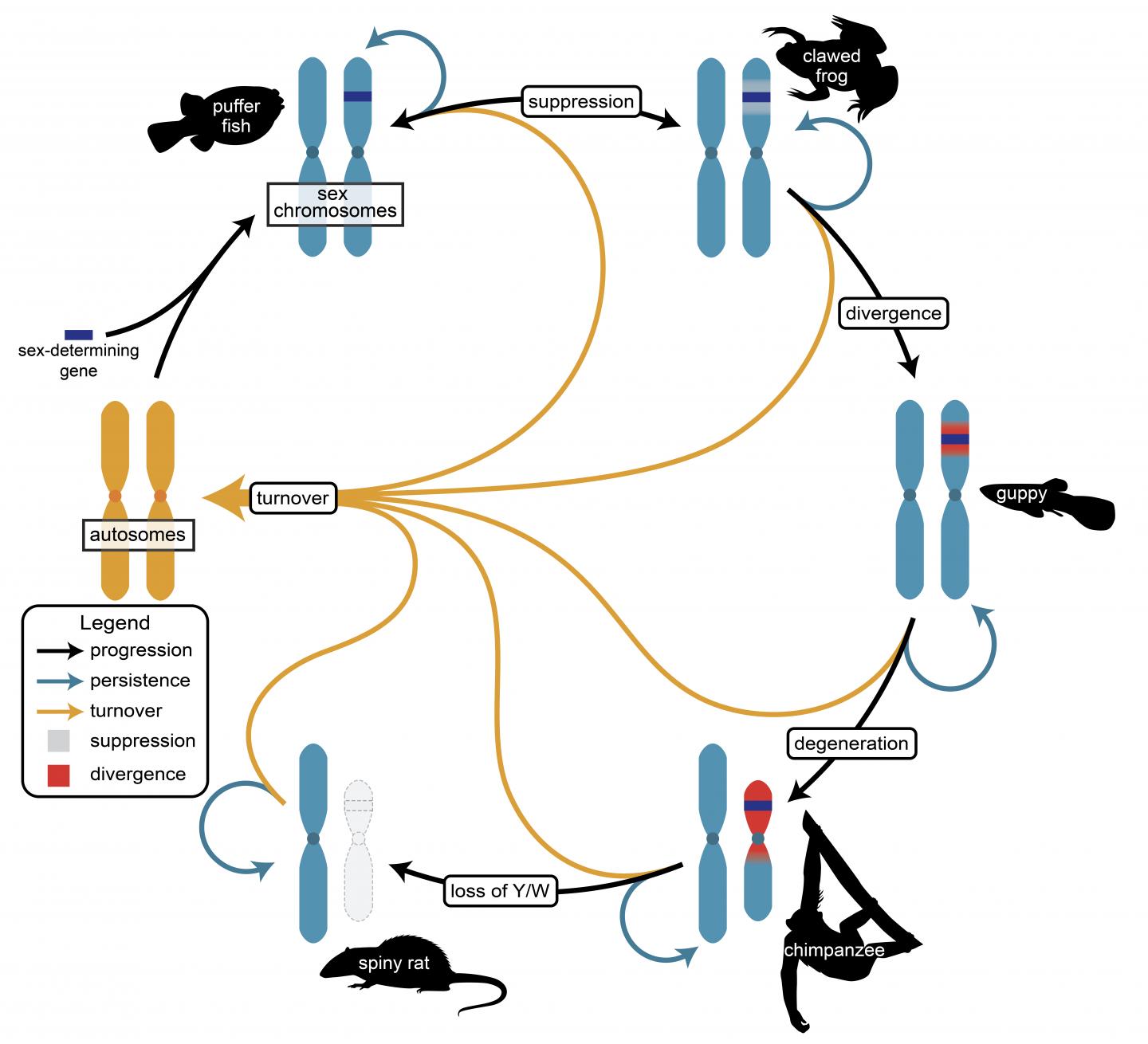 The Cycle of Sex Chromosome Evolution