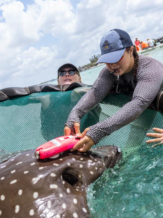 Tagging Eagle Ray